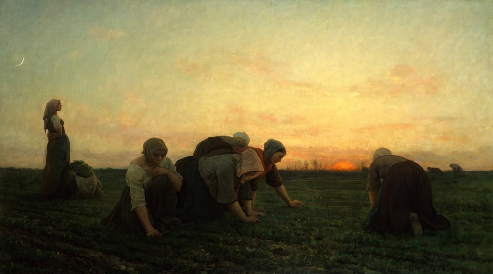 Women peasants on a field harvesting crops.