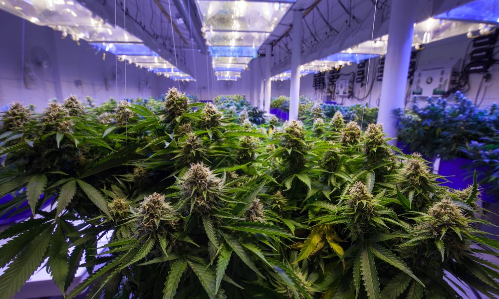 Canada Runs out of Legal Cannabis Only 4 Days After Legalization